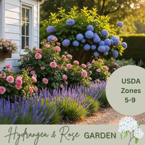 Könnte beinhalten: Ein Garten mit rosa Rosen, blauen Hortensien und lila Lavendel. Ein weißes Haus mit Blumenkästen ist zu sehen. Der Text "Hydrangea & Rose GARDEN" und "USDA Zones 5-9" ist enthalten.
