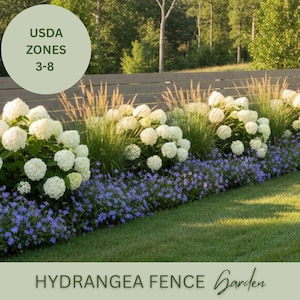 May include: A garden bed featuring white hydrangea bushes, blue flowers, and tall ornamental grasses in front of a wooden fence. The image includes the text "USDA Zones 3-8" and "HYDRANGEA FENCE Garden".