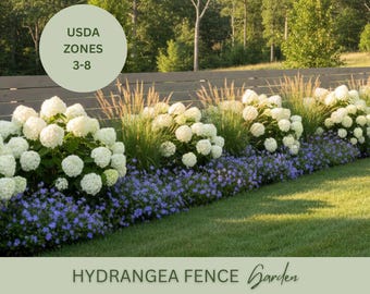 May include: A garden bed featuring white hydrangea bushes, blue flowers, and tall ornamental grasses in front of a wooden fence. The image includes the text "USDA Zones 3-8" and "HYDRANGEA FENCE Garden".