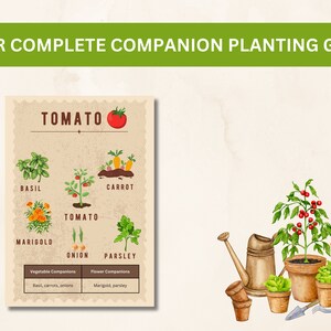 May include: A guide to companion planting with tomatoes. The guide lists basil, carrots, onions, marigolds, and parsley as companion plants for tomatoes. An illustration shows a tomato plant growing in a pot with a watering can, a trowel, and other companion plants.