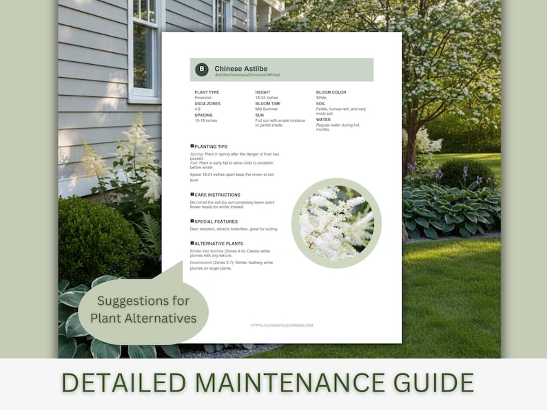 May include: A detailed maintenance guide for Chinese Astilbe plants, featuring plant type, height (18-24 inches), bloom time, soil, and water requirements. Includes planting tips, care instructions, and alternative plant suggestions. The guide is set against a backdrop of a garden.