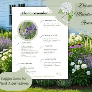 May include: A detailed maintenance guide for lavender plants, featuring a white background with text and illustrations. The guide includes plant info, preparation, planting, and maintenance tips. The image also shows a garden with lavender and other flowering plants.