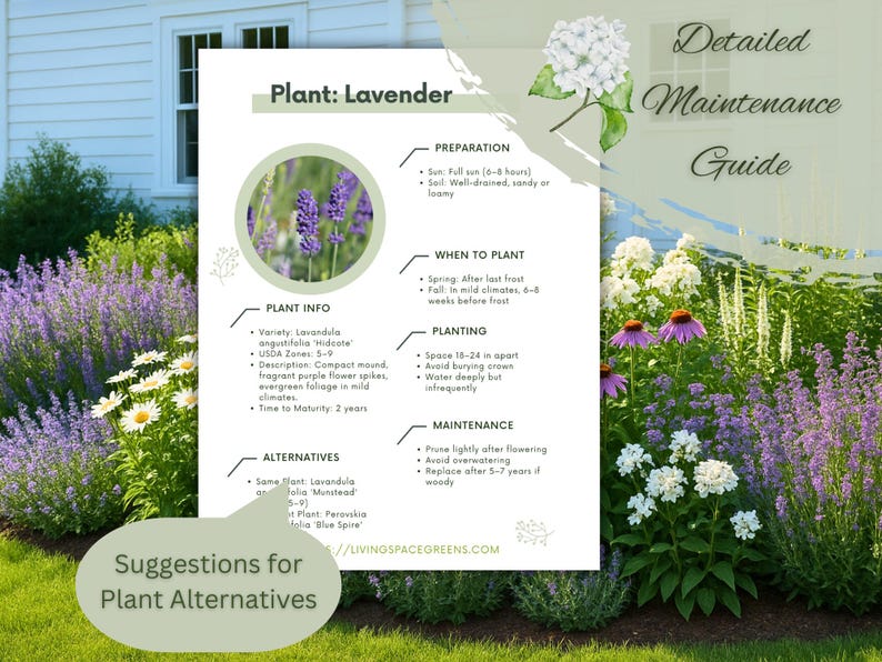 May include: A detailed maintenance guide for lavender plants, featuring a white background with text and illustrations. The guide includes plant info, preparation, planting, and maintenance tips. The image also shows a garden with lavender and other flowering plants.