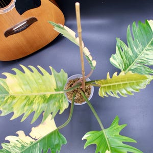 Philodendron caramel marble