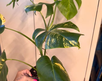 Monstera Aurea