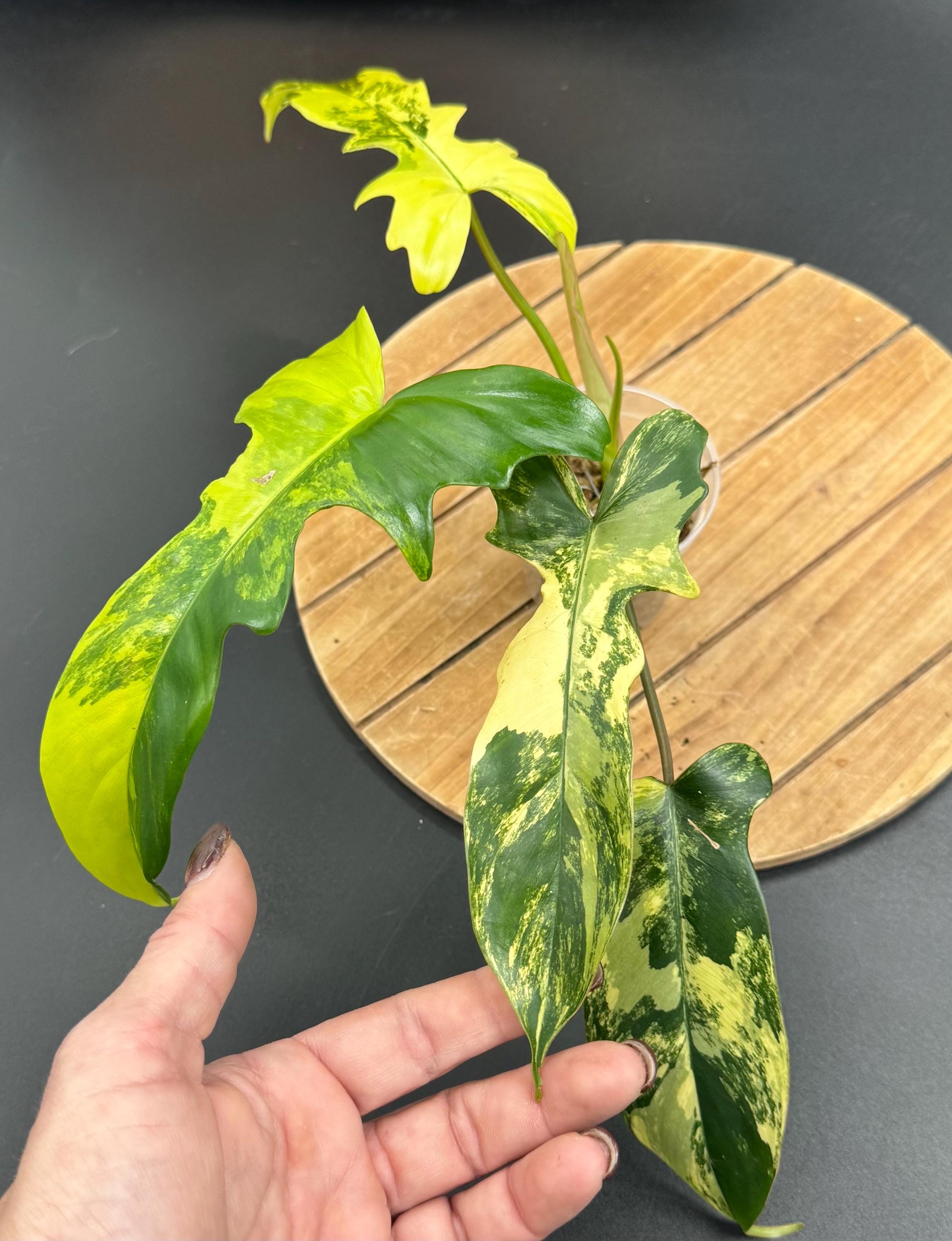 Florida Beauty X Mayoi - Etsy