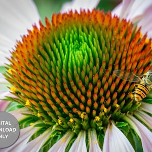 Colourful Flower Digital Photo Art Download, Floral Wall Art Print, Printable, Home Decor, Instant Download, Colorful Flower, JPG and PDF