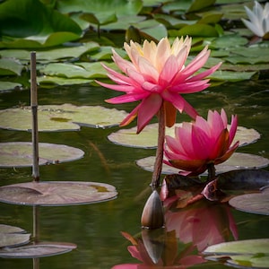 Vibrant Pink Water Lilies Reflections Photo, Pond Wall Art, Digital Download, Nature Photography