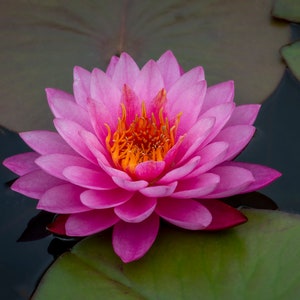 Bright Pink Water Lily and Lily Pads, Digital Printable Art, Aquatic Plant Photo, Beauty in Nature, Floral Wall Art, wall decor