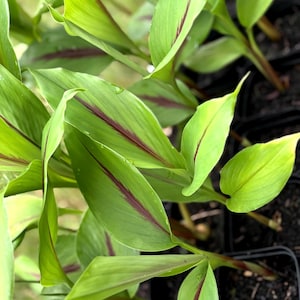 May include: A cluster of vibrant green plants with elongated, pointed leaves. Each leaf features a distinct, dark purple or maroon central vein running lengthwise. The plants are potted in small, black plastic containers filled with dark soil.