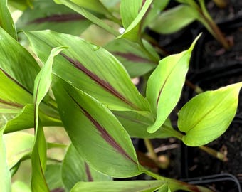 May include: A cluster of vibrant green plants with elongated, pointed leaves. Each leaf features a distinct, dark purple or maroon central vein running lengthwise. The plants are potted in small, black plastic containers filled with dark soil.