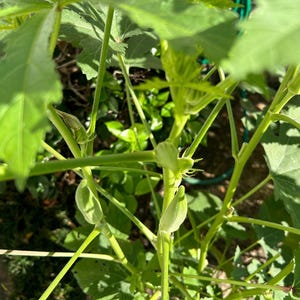 Organic Indian okra Seeds/ bendi /ladies finger - 25/50/75/100 Seeds *** Free Shipping***