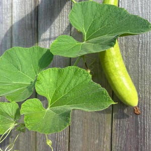 Organic Indian Bottle Gourd Seeds/ Sorkaya/ Lauki **** 15 Seeds *** Free Shipping***