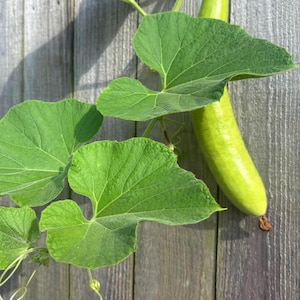 Organic Indian Bottle Gourd Seeds/ Sorkaya/ Lauki **** 15 Seeds *** Free Shipping***