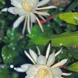 May include: Two white night-blooming cereus flowers with yellow centers and long, slender petals. The flowers are surrounded by green leaves and stems, creating a natural, botanical theme.