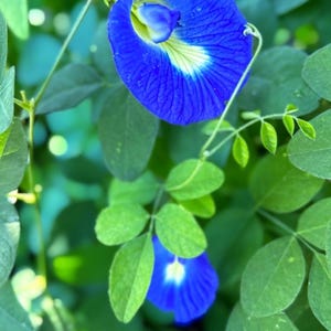 Blue-White Butterfly Pea Flower/ Clitoria Ternatea/ Aparajitha Seeds