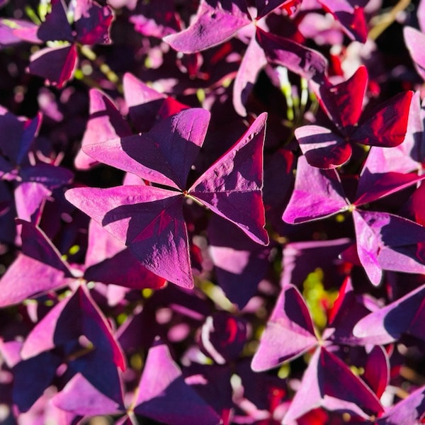 Planta de trébol morado, Oxalis triangularis, Planta de la suerte, Bulbos de trébol Oxalis a la venta