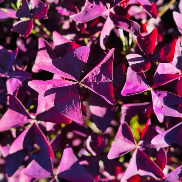 Purple Shamrock Oxalis Triangularis plants !! ******Buy One Get One Free******Limited Time Only!!! ****FedEx 2 day****