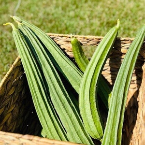 May include: A wicker basket filled with long, green, ribbed vegetables. The vegetables are arranged in a fan shape, with the tips of the vegetables pointing towards the top of the basket.