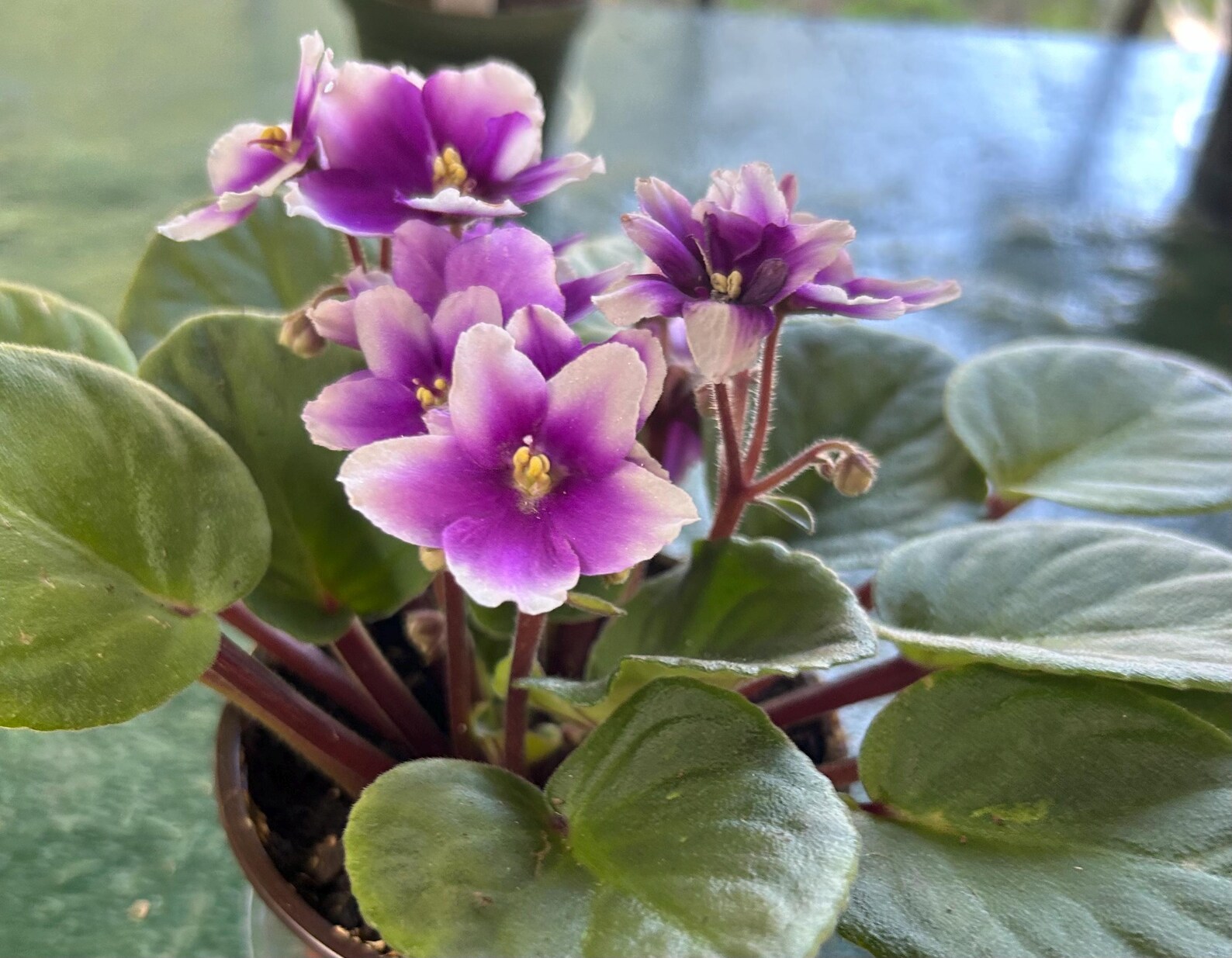 African Violet Mini Plants for Sale Blue/pink/voilet 4inch Pots Free ...