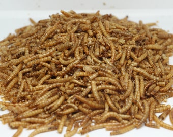 Mealworms for Hamsters, Gerbils, Mice, & Rats | HamsterEatery