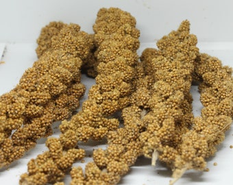 Handpicked Organic Golden Millet Sprays | Suitable for Hamsters, Gerbils, Bunnies, Rabbits, Birds, etc