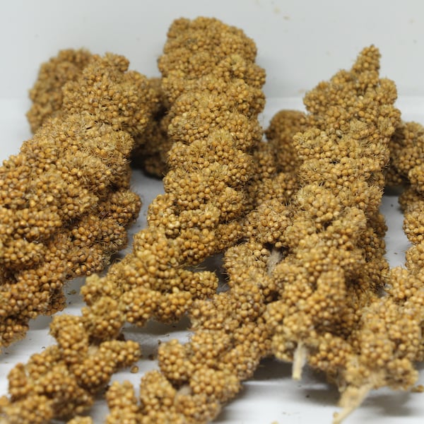 Handpicked Organic Golden Millet Sprays | Suitable for Hamsters, Gerbils, Bunnies, Rabbits, Birds, etc