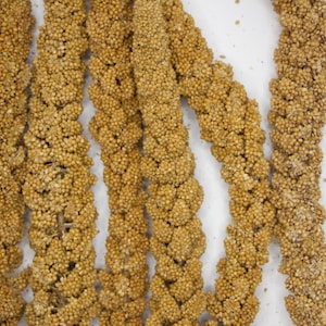 Handpicked Organic Golden Millet Sprays | HamsterEatery&#39;s Small Pet Treats