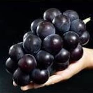 Japanese Fujiminori / Ping Pong Grape Plant (Bare Root)