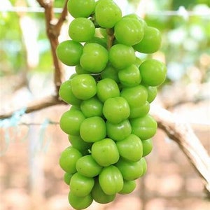 Japanese Shine Muscat Grape Plant