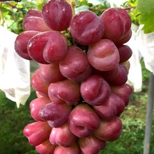 My Heart - Japanese Grape Plant