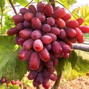 May include: A bunch of red seedless grapes hanging on a vine. The grapes are small and oval-shaped.