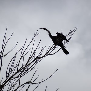 Silhouette of a Bird, Downloadable photo print, Wildlife photography, Bird Photography, Instant download, Digital download