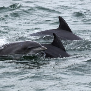 Smiling Dolphin, Downloadable photo print, Wildlife photography, Oceanography, Instant download, Digital download