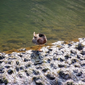 Shy Duck Standing in Flowing River, Downloadable photo print, Wildlife photography, Bird Photography, Instant download, Digital download
