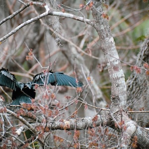 Bird Taking Flight, Downloadable photo print, Wildlife photography, Bird Photography, Instant download, Digital download