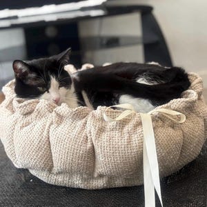 May include: A black and white cat nestled in a beige woven cat bed. The bed features a ruffled edge and a cream ribbon tied in a bow. The cat is relaxed, with its eyes closed.