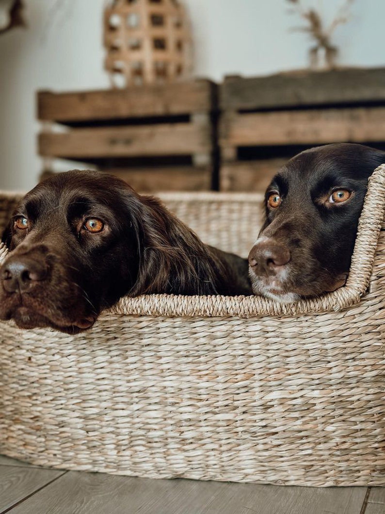 Wunderschönes Hundekörbchen aus geflochtenem und natürlichem Seegras in nachhaltigem Boho Stil für deinen Hund und deine Wohnung.
