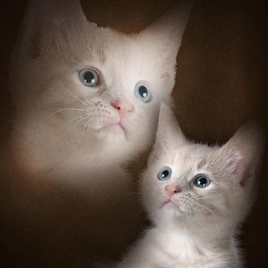 May include: Two white cats with blue eyes against a dark brown background. One cat is larger and in the background, while a smaller kitten is in the foreground, looking upwards. The cats have pink noses and are in soft focus.