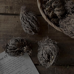 May include: Several dried, brown, ball-shaped Rose of Jericho plants are arranged near a woven basket and a printed card. The card features text describing the plant, including the phrase Rose of Jericho and instructions on how to use it.