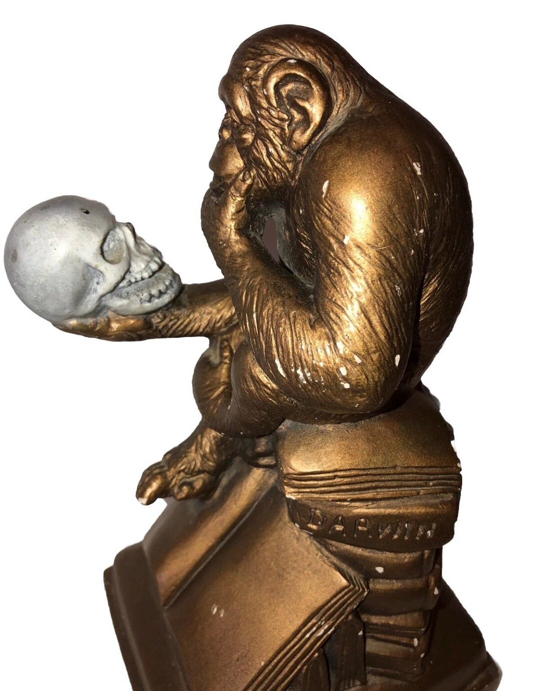 Statue Evolution Darwin Evolution Sculpture 1962 Monkey & Skull Vintage Austin ...