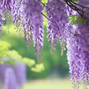 May include: A close-up of a cluster of purple wisteria flowers hanging from a vine. The flowers are in full bloom and have a delicate, fragrant scent.