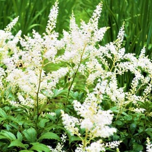 White Astilbe Perennial: Healthy Root System, Plant in Fall, Summer Blooms