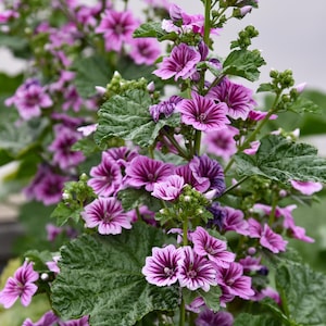 Zebrina Mallow Hollyhock Plant – Raspberry-Pink Summer Blooms, 6-8" Starter Perennial zdjęcie 2