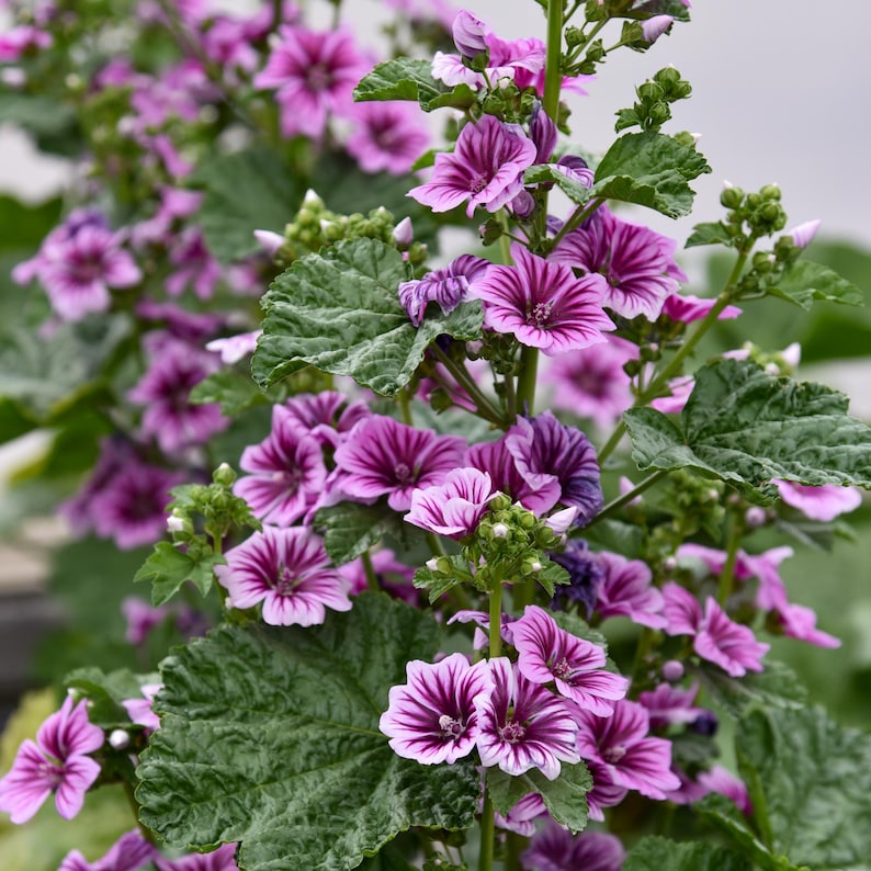 Zebrina Mallow Hollyhock Plant – Raspberry-Pink Summer Blooms, 6-8" Starter Perennial zdjęcie 2