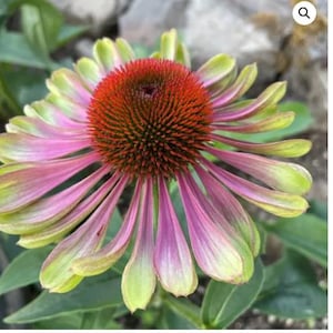 May include: A pink and green coneflower with a red center. The flower has many petals that are long and thin.