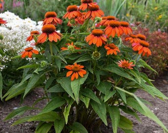 SOMBRERO® Adobe Orange Echinacea:  Perennial, Intense Orange Flowers, Pollinator Friendly