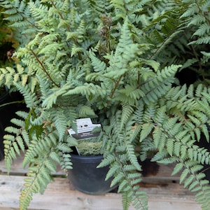 Ghost Fern: Dormant Perennial, Pollinator, Established root system