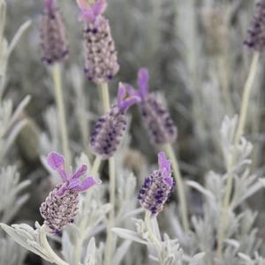 May include: Close-up of lavender flowers with purple petals and cone-shaped blooms. The flowers are set against a backdrop of silvery-green foliage. The image highlights the delicate details and textures of the lavender plant.