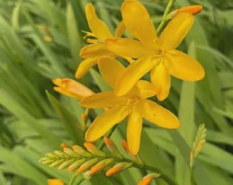 George Davison Crocosmia:  Low Maintenance Perennial, Bright yellow flowers, 8" Starter Plant